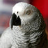 Grey Parrot Diamond Painting
